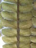 ATDN tree morphospecies website